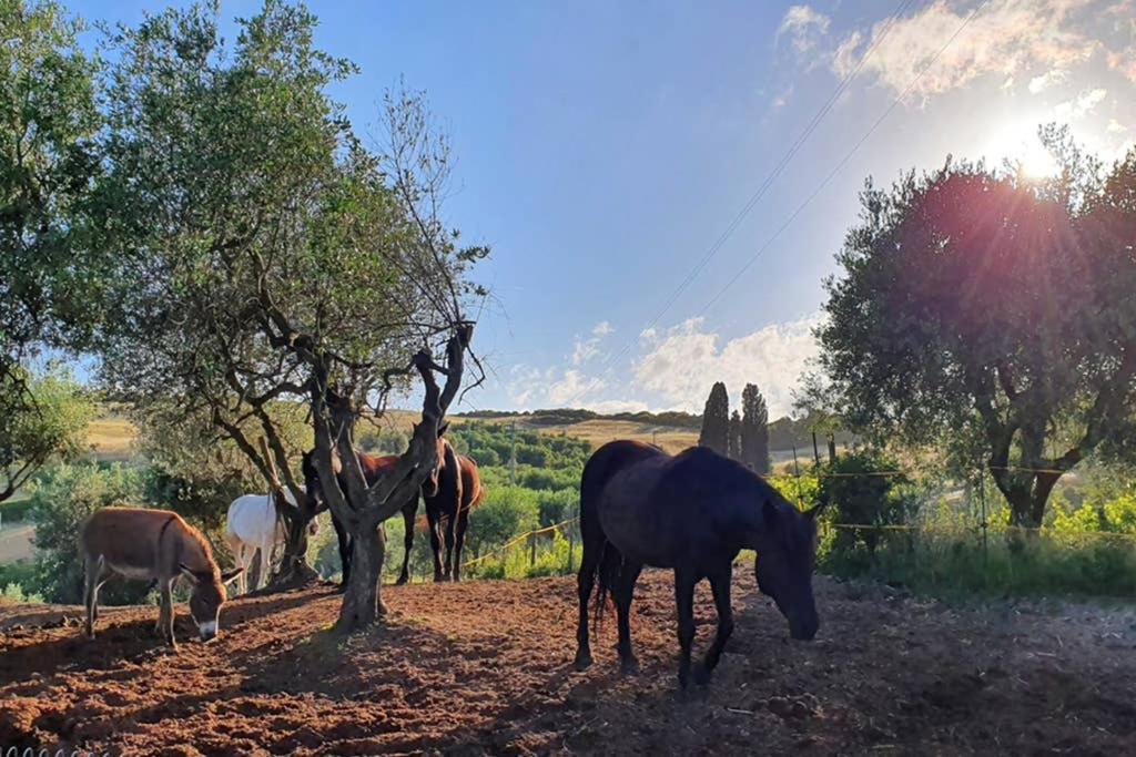 Il Nido * Volterra